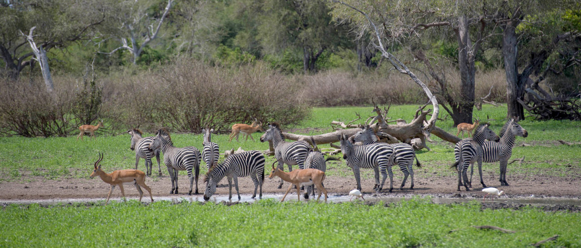 Image number 12 for Nyerere National Park