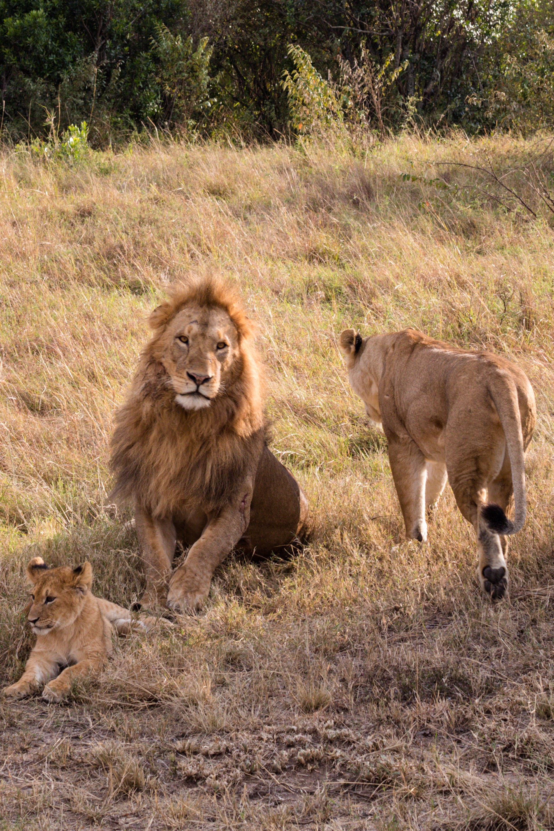 Image number 1 for 2-night Tanzania Budget Group Join Safari 2024 