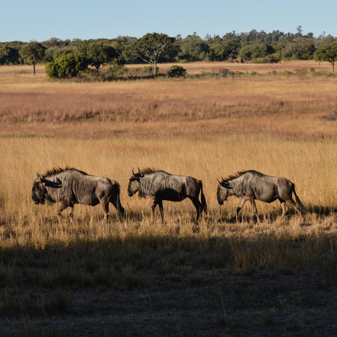 Image number 5 for 4 Days Tanzania Safari