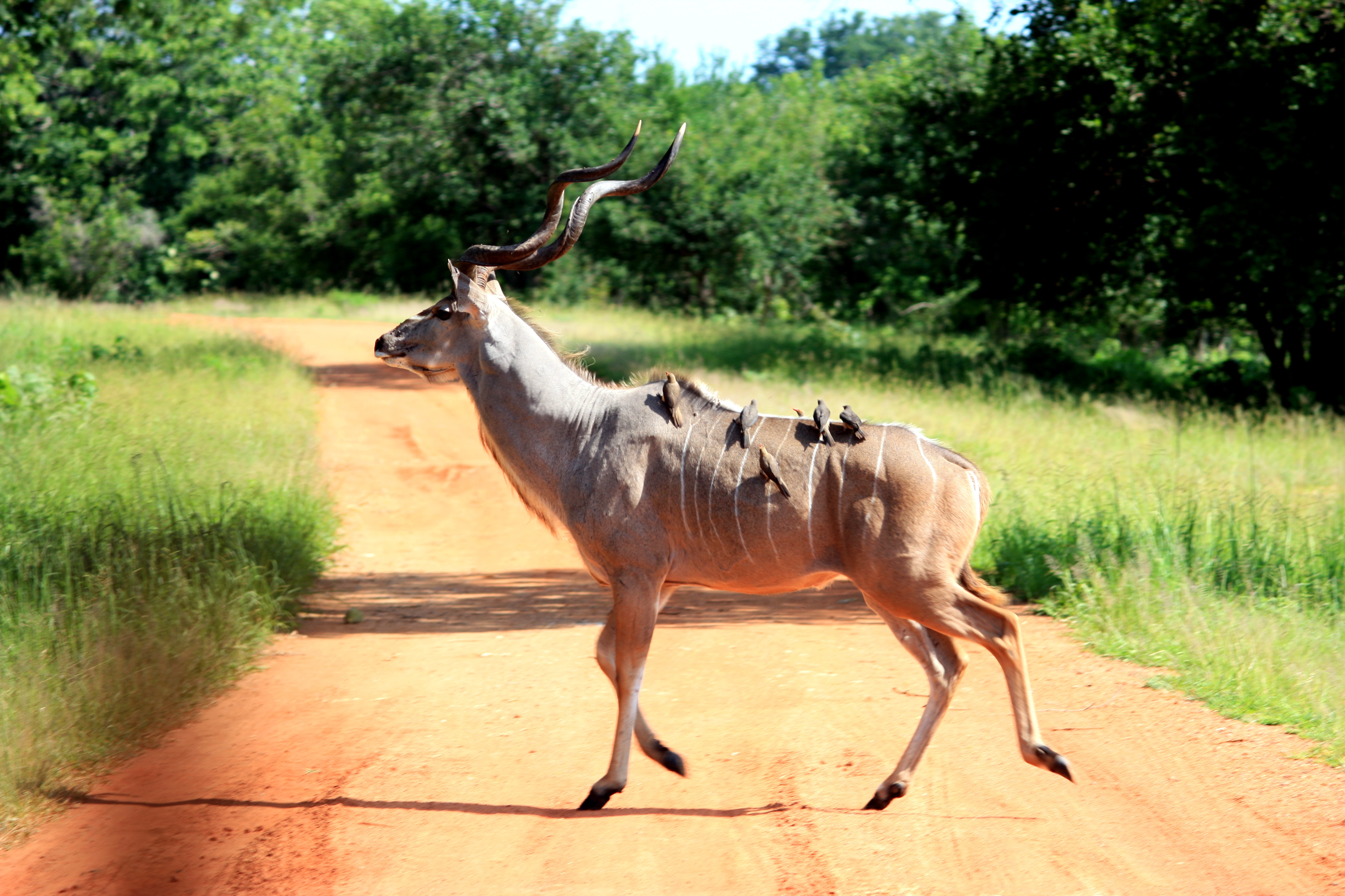 Image number 1 for 5 Days Tanzania Camping Budget Safari 