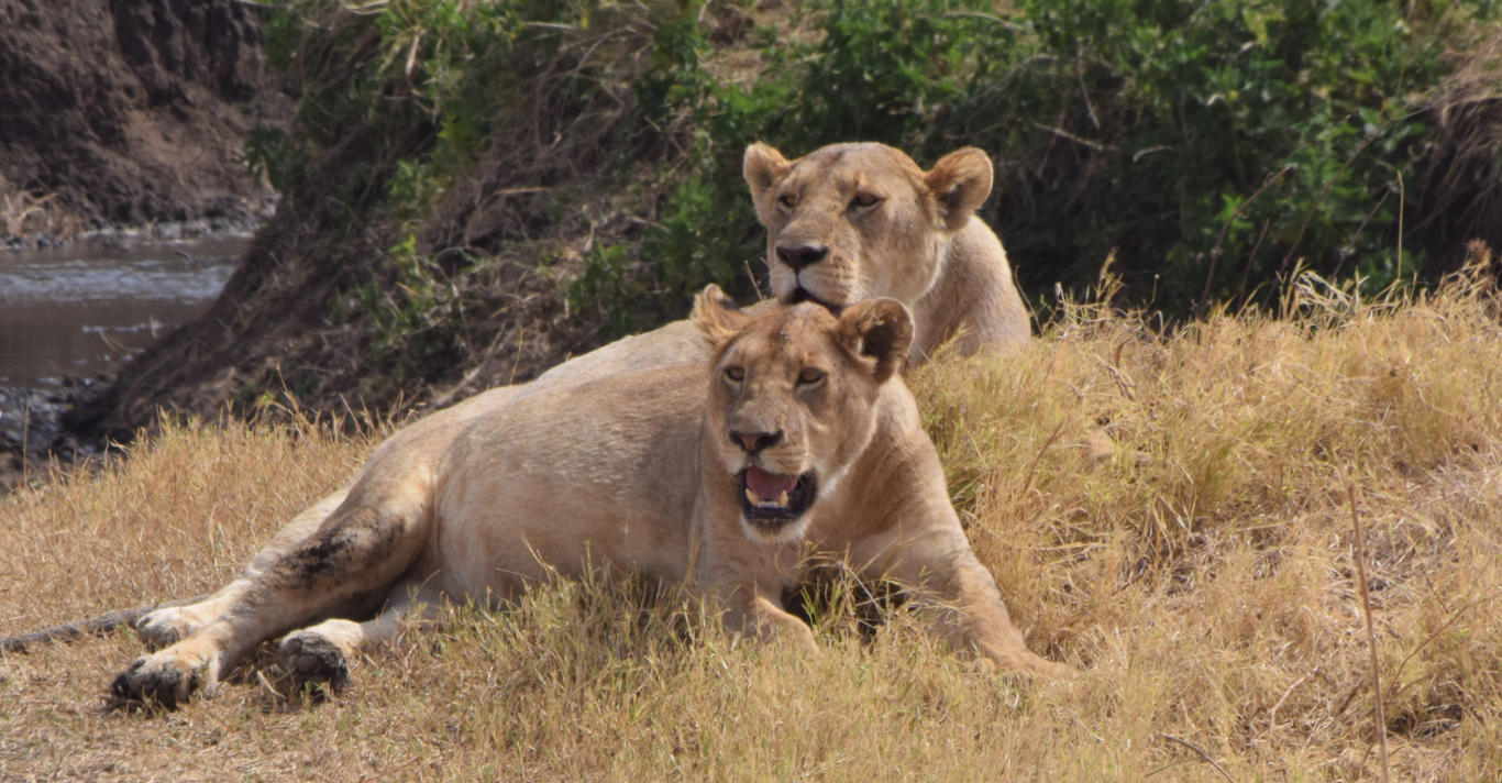 Image number 1 for 4 Days Wild And Culture Mid-range Safari