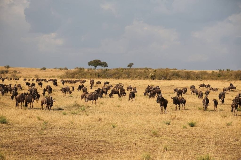 Image number 5 for  Ngorongoro And Serengeti Camping Tour