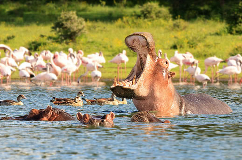 Image number 2 for A Taste Of Kenya