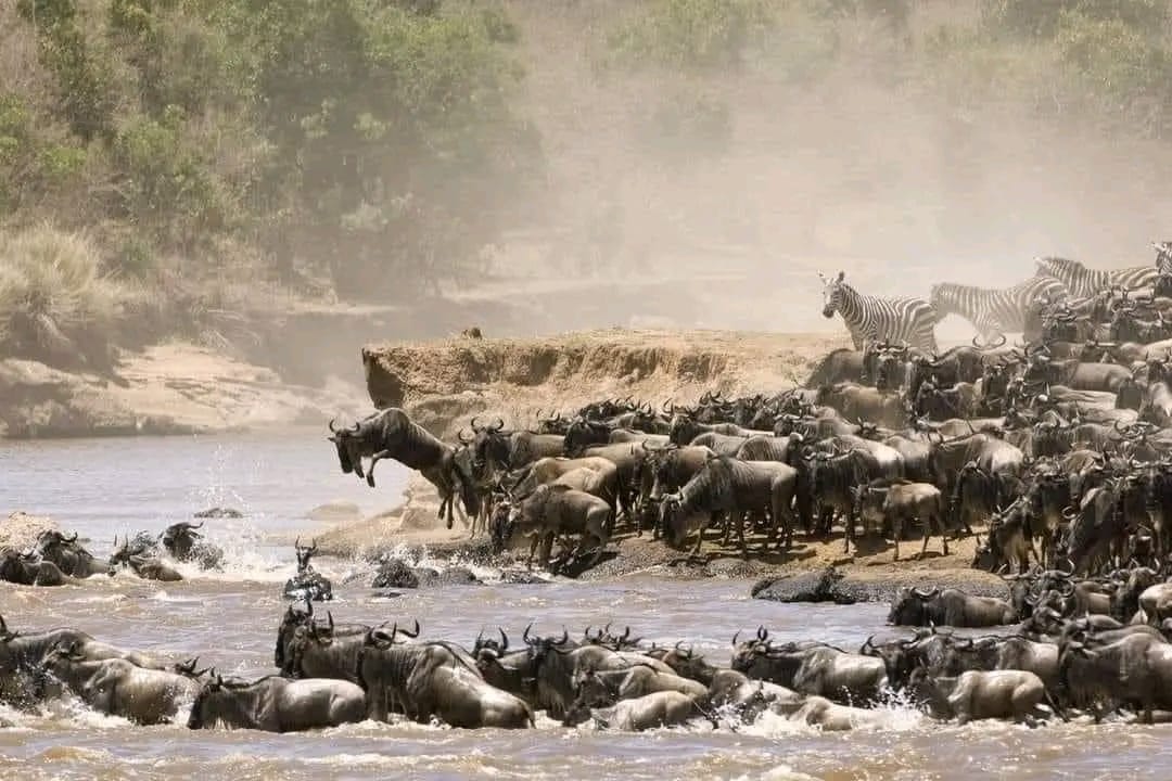 Image number 5 for Wild Kenya:ol Pejeta,nakuru & Masai Mara In 6 Days