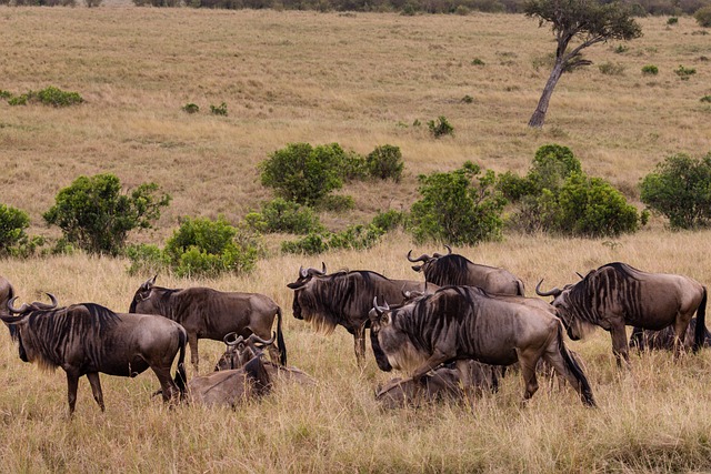 Image number 4 for 3 Days Serengeti Migration Safari