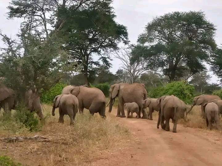 Image number 5 for Discover Tsavo: A 3-day Private Safari Experience