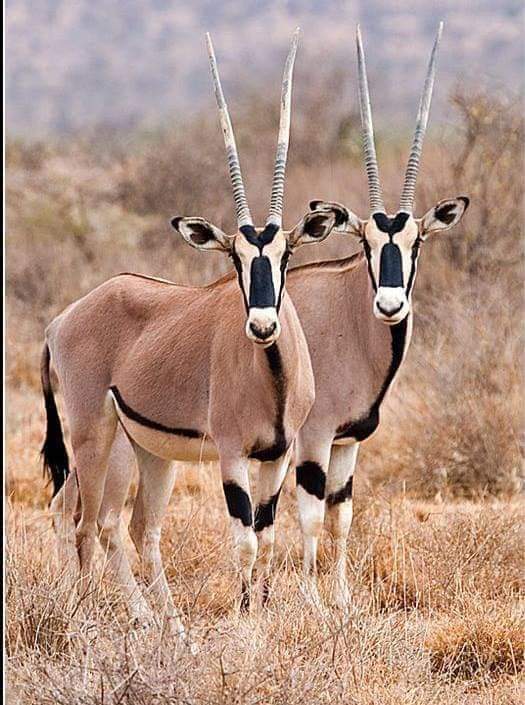 Image number 8 for 3 Days Of Wildlife And Wonder: Amboseli & Tsavo