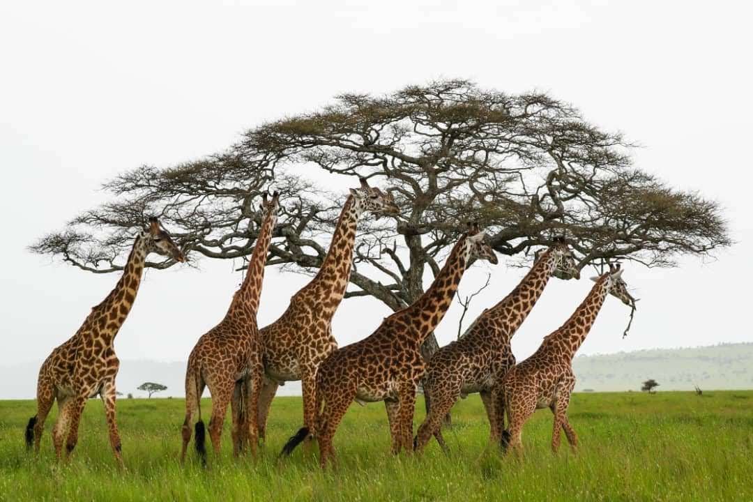 Image number 5 for Tanzania Private Safari