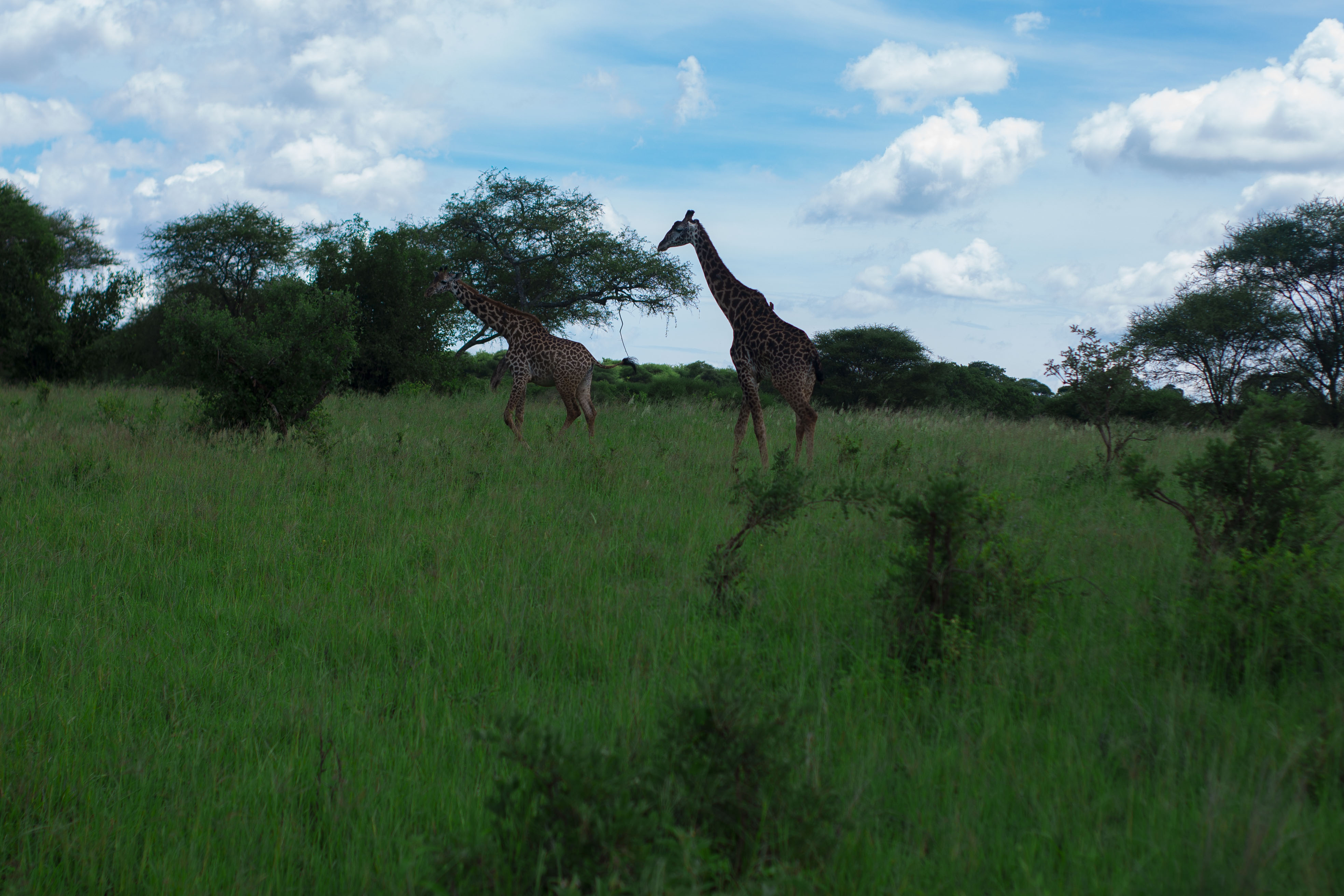 Image number 1 for 4 Days | Serengeti Hot Air Balloon 