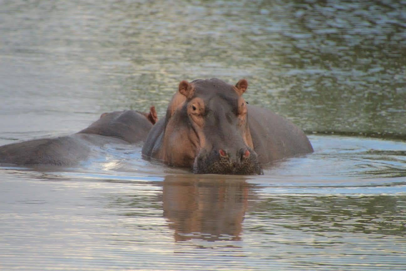 Image number 3 for Discover Tsavo: A 3-day Private Safari Experience