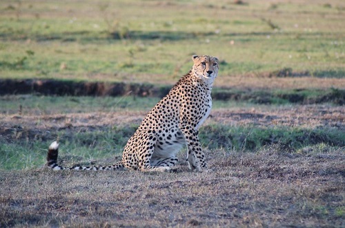 Image number 3 for 4-day Tanzania Luxury Safari Tour