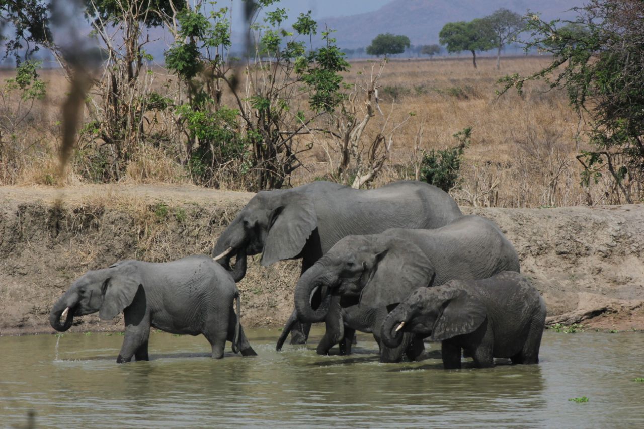 Image number 1 for Private Safari -visit Mikumi  @usd$ 660 