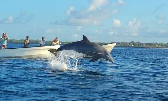 Image number 9 for Dolphins Tour & Snorkeling At Mnemba
