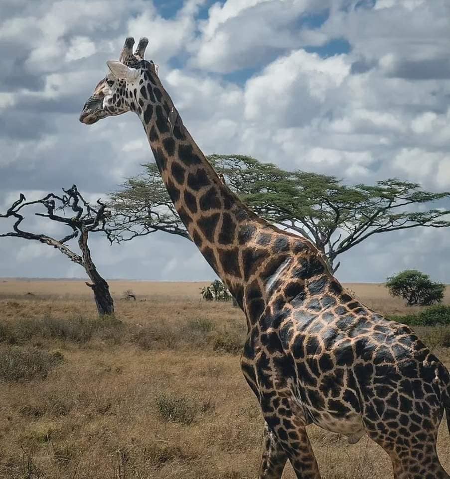 Image number 4 for  8 Days Tanzania’s Serengeti And Katavi