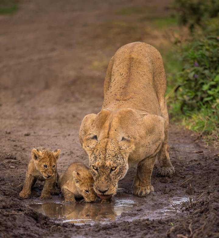 Image number 6 for 3-day Maasai Mara Getaway: Safari, 