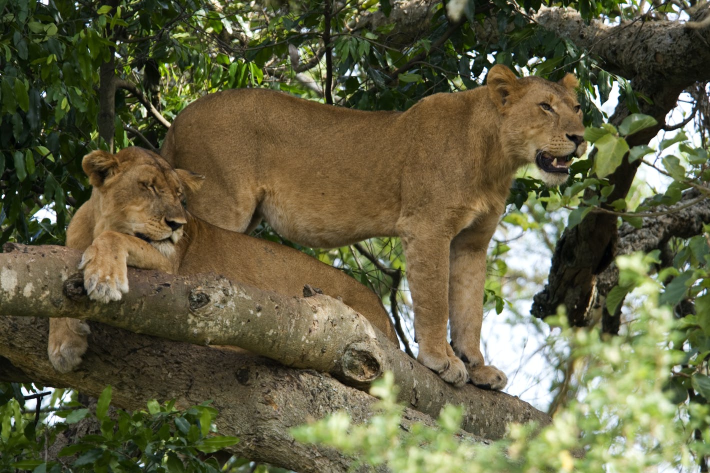 Image number 3 for Best Of Tanzania Private Safari