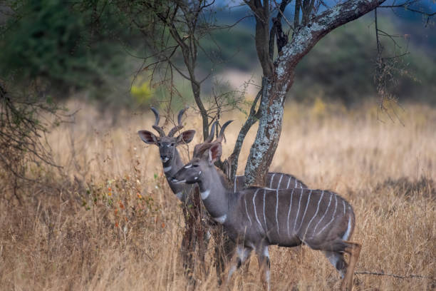 Image number 4 for A Comprehensive Safari Tour