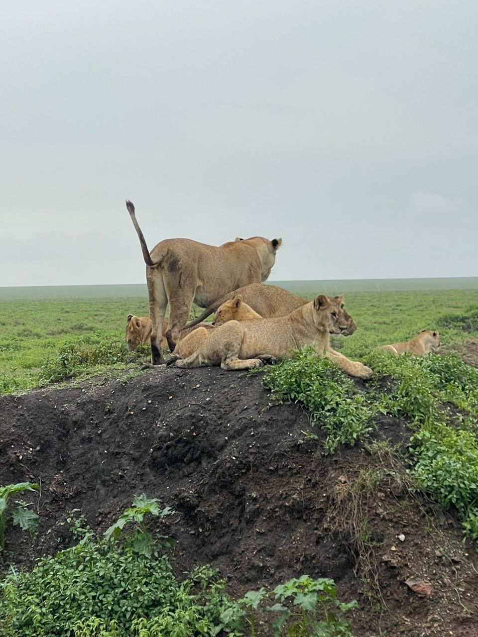 Image number 1 for Honeymooner Safari And Zanzibar