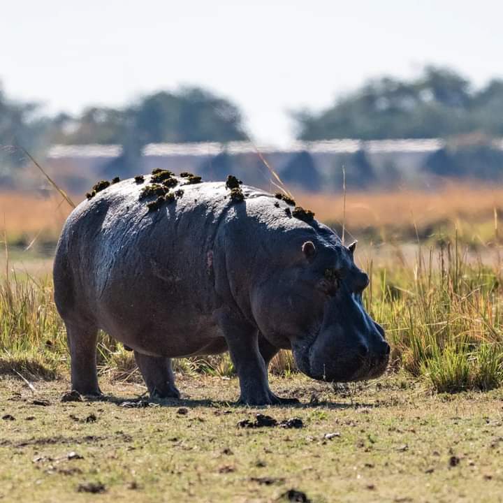 Image number 4 for Wild Escape: Samburu & Aberdares Safari Adventure