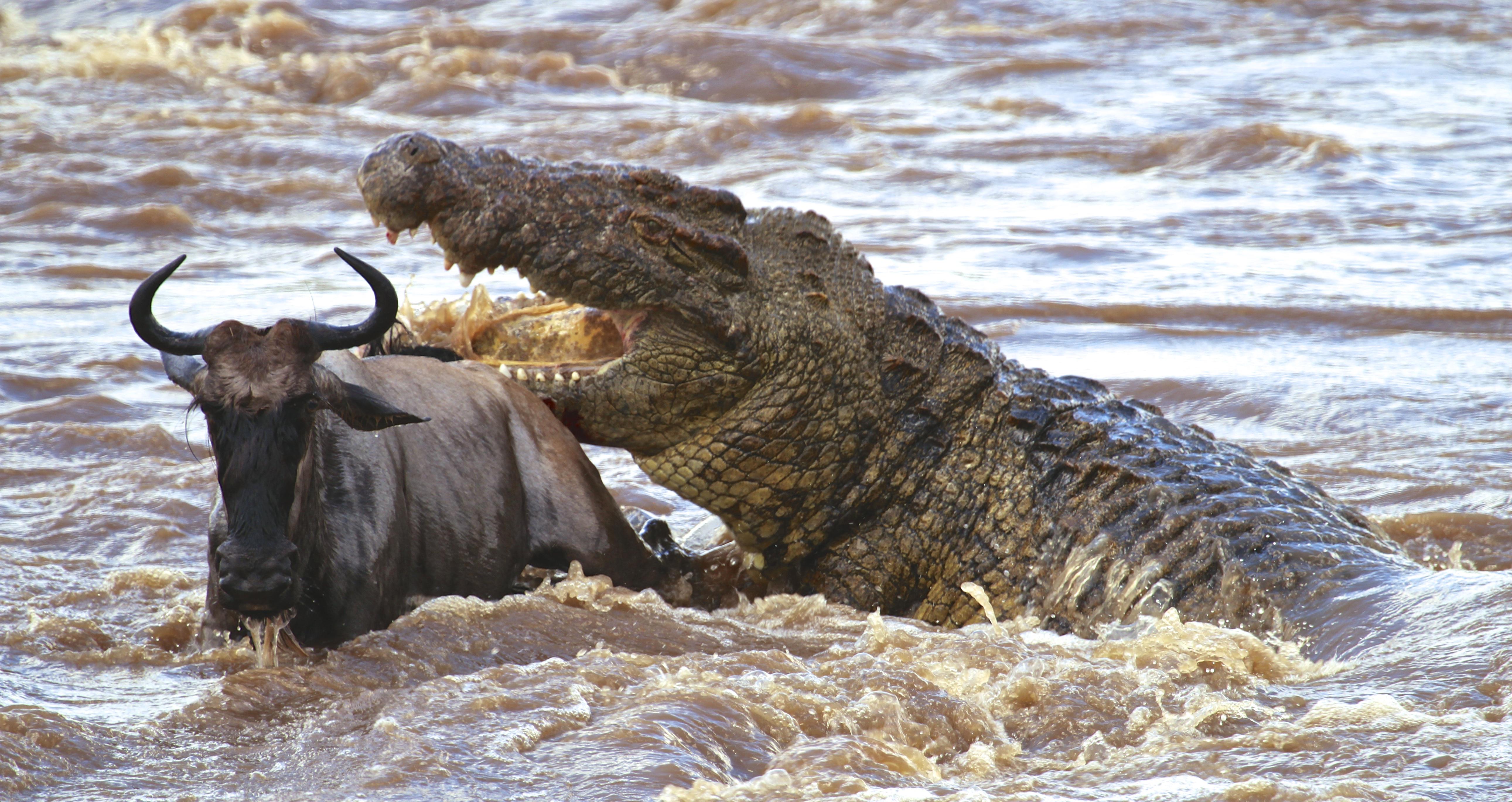 Image number 4 for 9-day Wildebeest Migration Safari