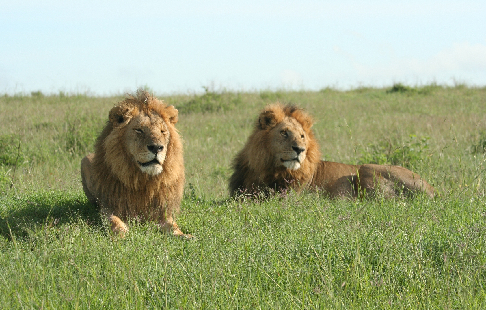 Image number 12 for Explore Buffalo Springs, Samburu & Ol Pejeta Tour