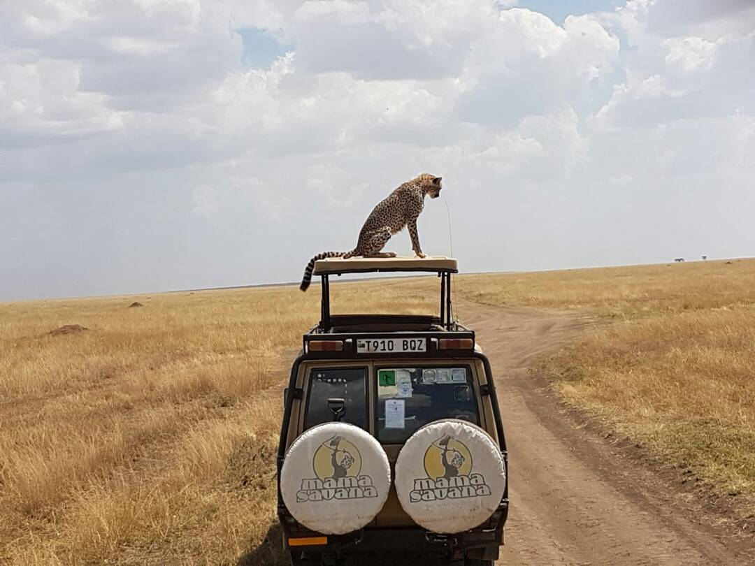 Image number 1 for 7 Days Lodge And Tented Safari