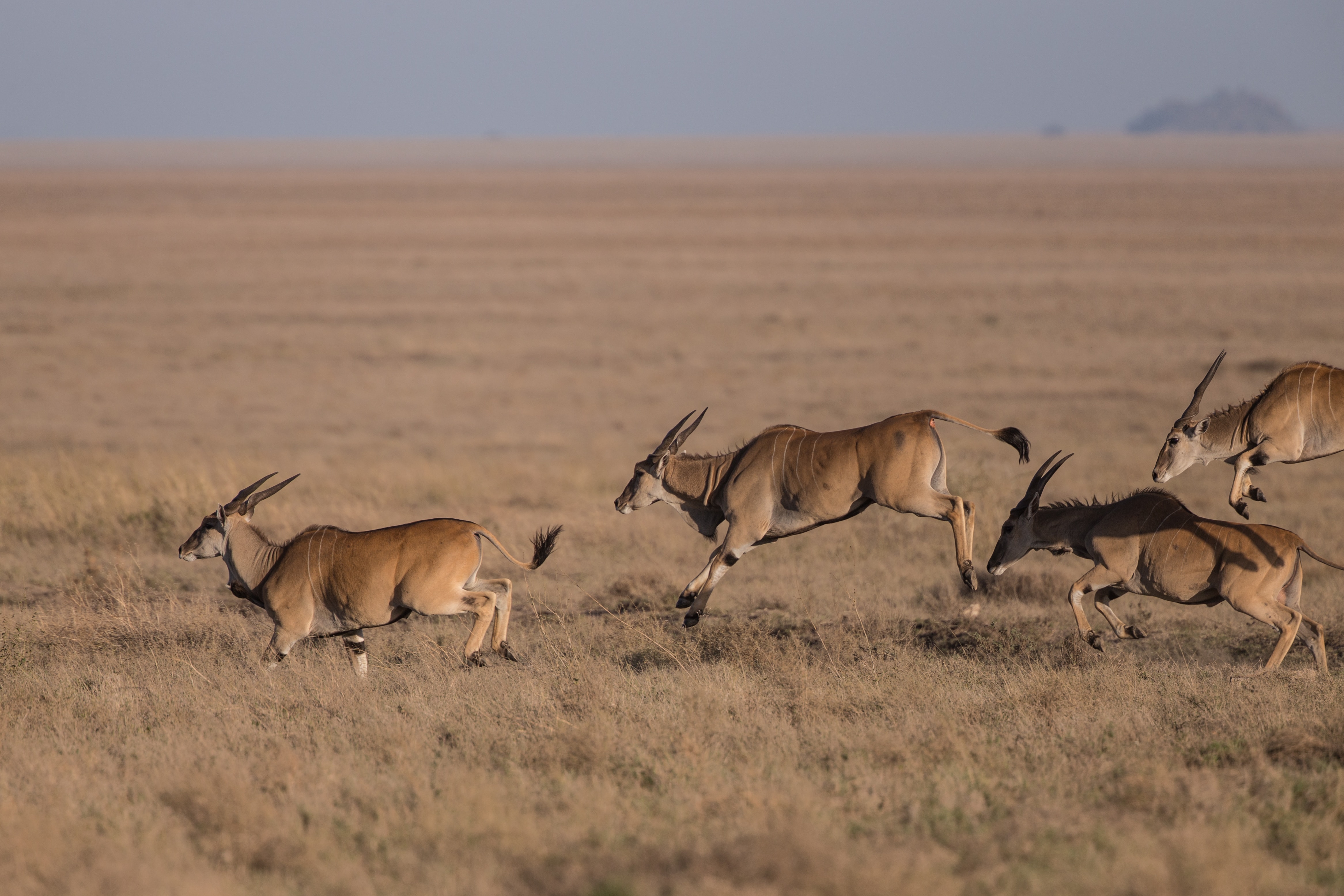 Image number 1 for 6 Days Tanzania Luxury Lodge Safari 