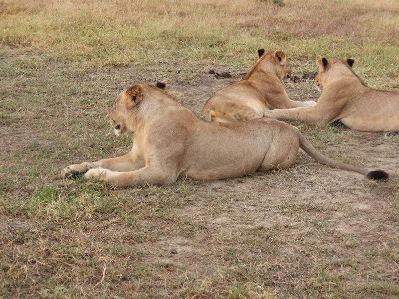Image number 2 for  Kenya Safari Adventure