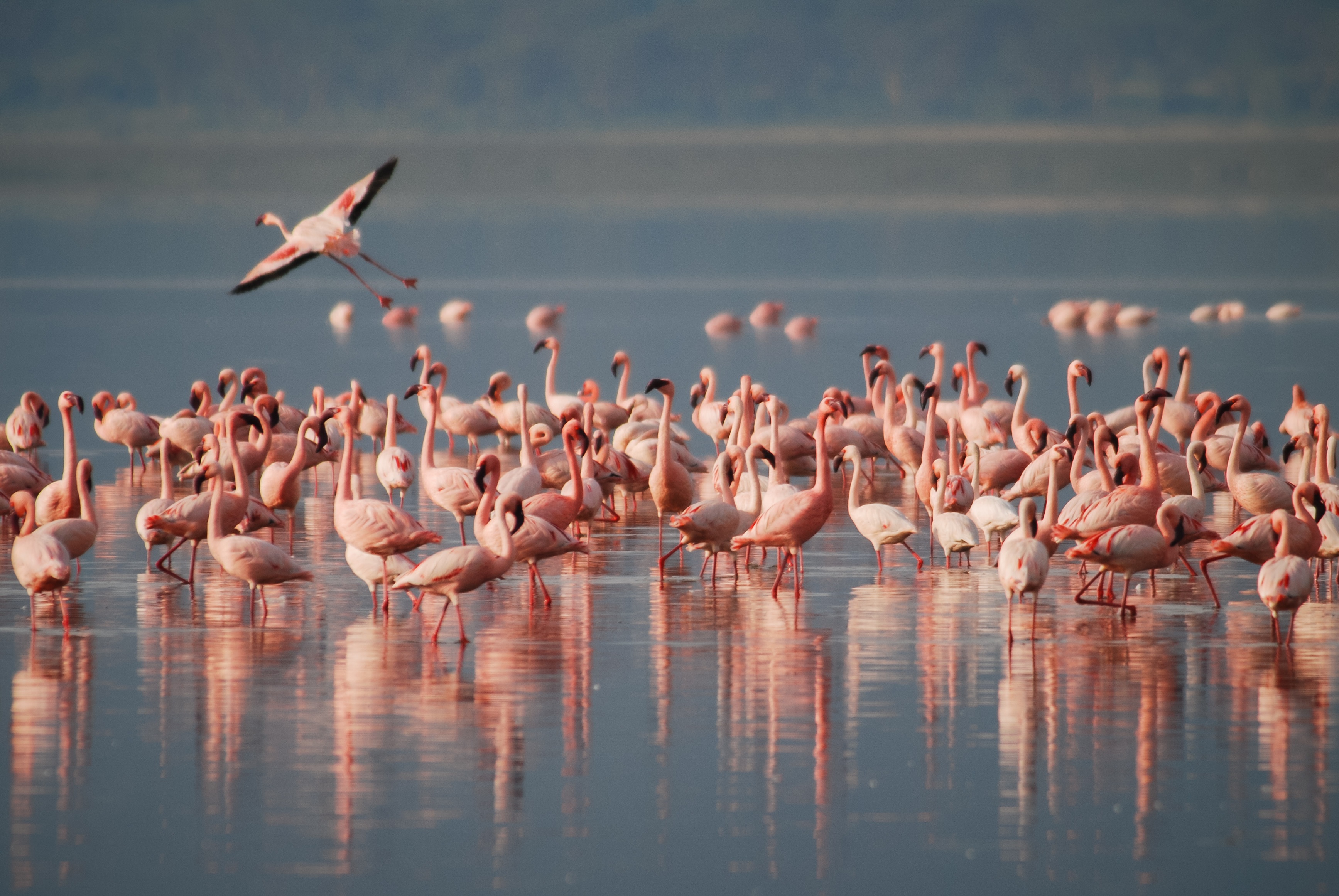 Image number 1 for 2 Days Tanzania Luxury Safari Manyara 