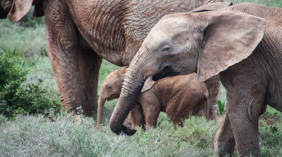 Image number 1 for 7 Days Tanzania Sharing Safari Tour Pacakge 