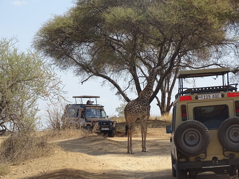 Image number 5 for  4 Days Tanzania Lodge Safari