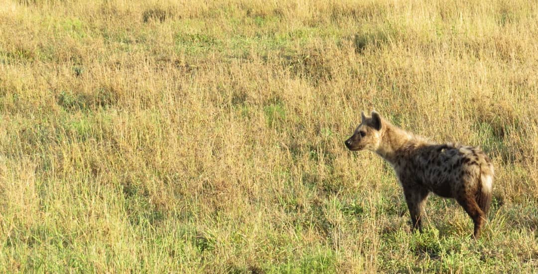 Image number 3 for 3 Days Serengeti & Ngorongoro Crater