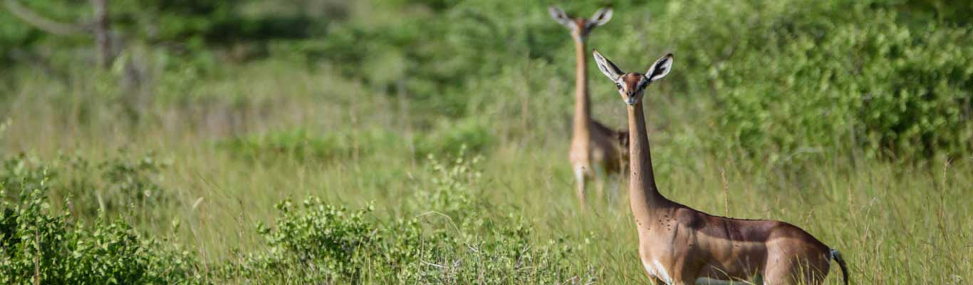 Image number 2 for 3 Days Mkomazi National Park