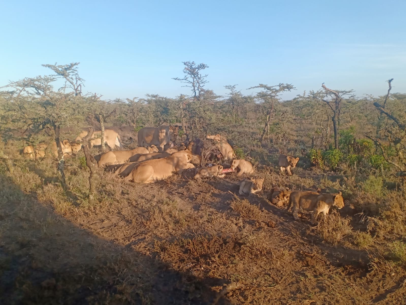 Image number 8 for Wildebeest Migration