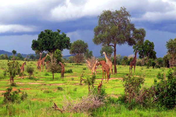 Image number 2 for Best Dayrtip To Mikumi National Park