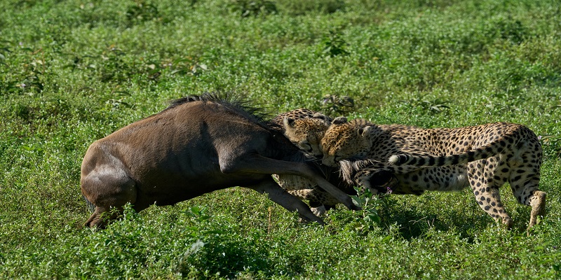 Image number 1 for 8 Days Serengeti Safari