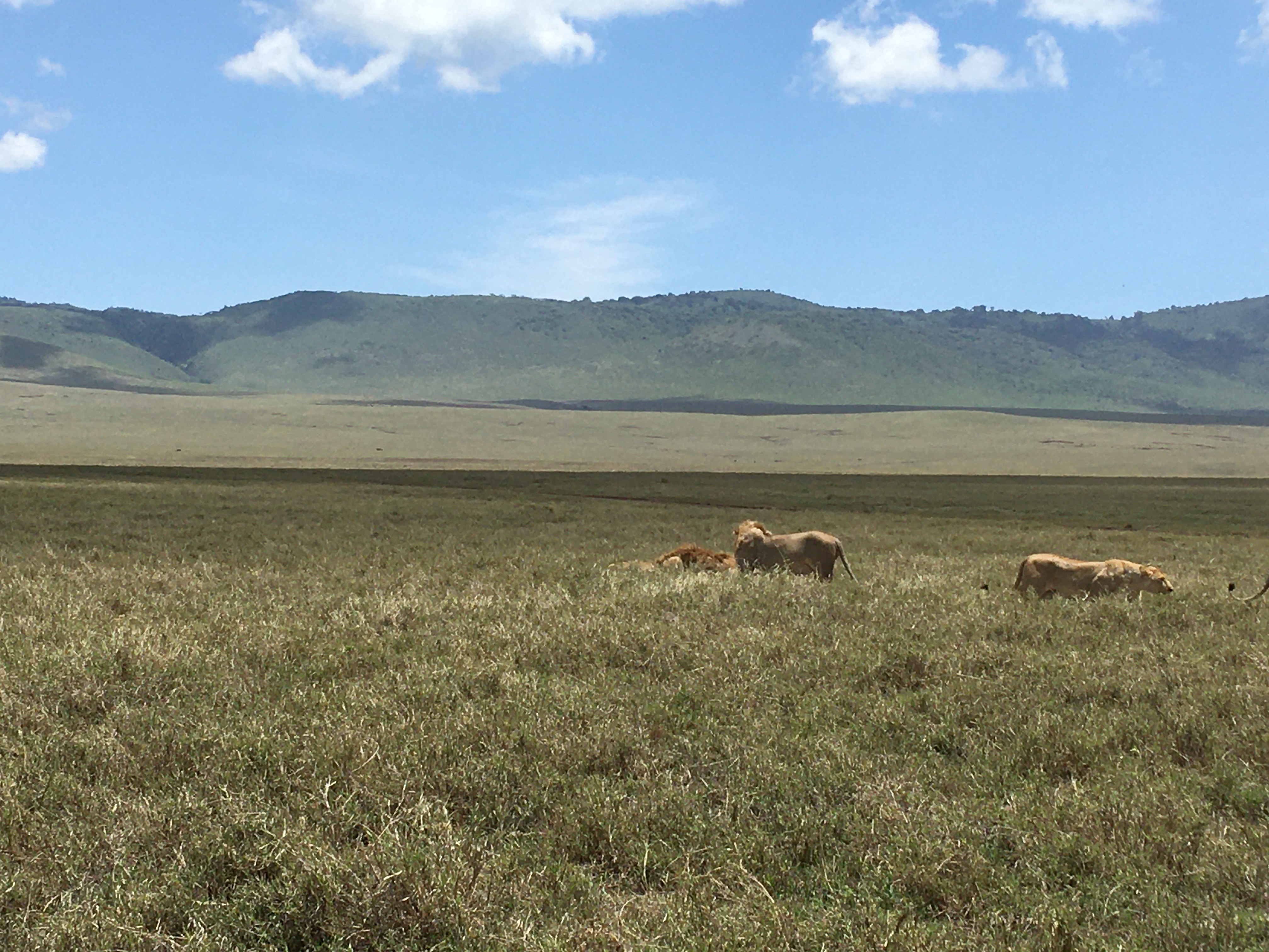 Image number 2 for  Lake Manyara, Ngorongoro Crater & Tarangire