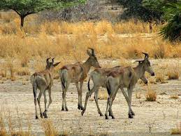 Image number 1 for Zanzibar Island, Nyerere National Park 