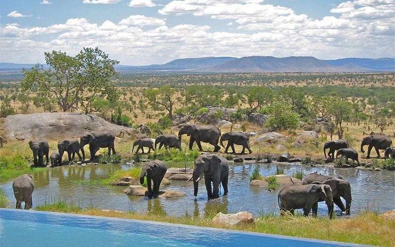 Image number 2 for 7 Days Luxury Lodge Safari 