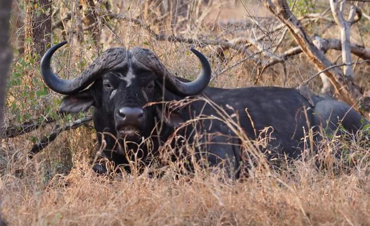 Image number 6 for Wild Escape: Samburu & Aberdares Safari Adventure