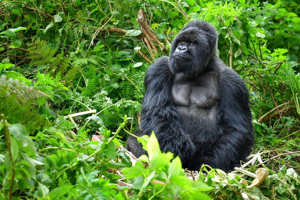 Image number 2 for Gorillas, Wildlife & Cultural Safari