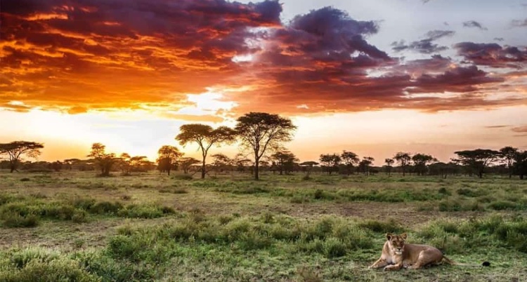 Image number 3 for  Serengeti And Ngorongoro Safaris