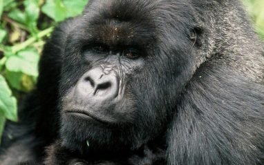 Image number 3 for Gorilla Trekking 