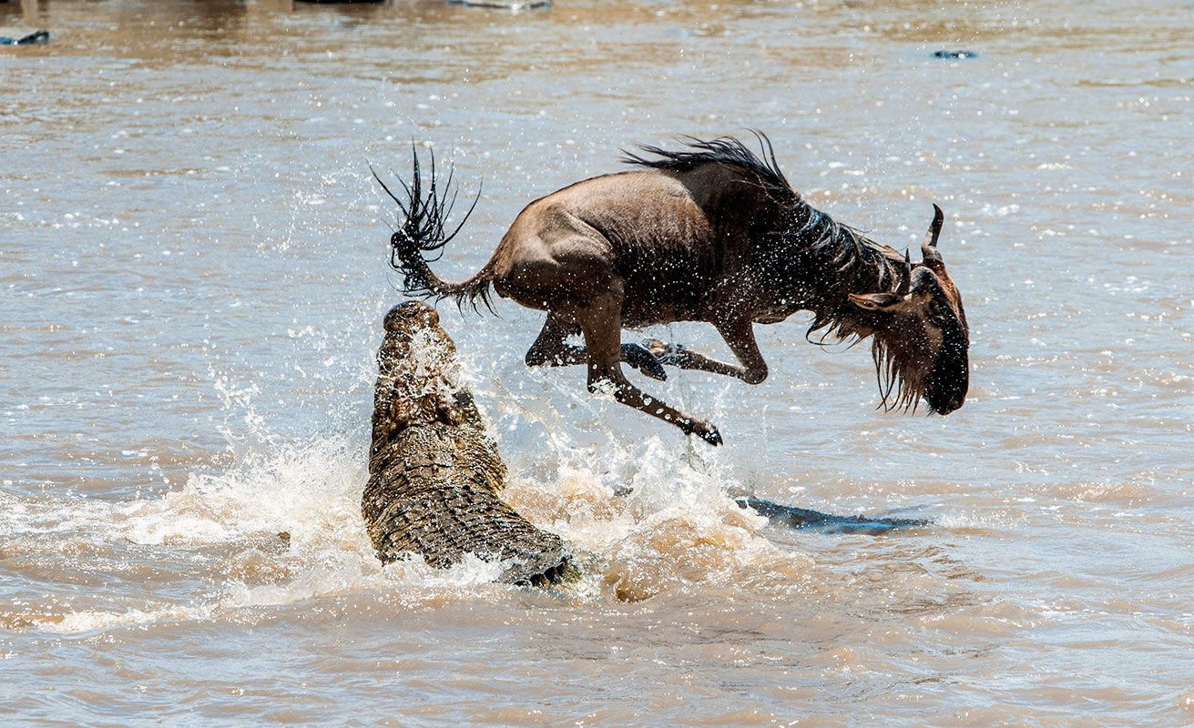 Image number 4 for  4 Days Tanzania Camping Safari