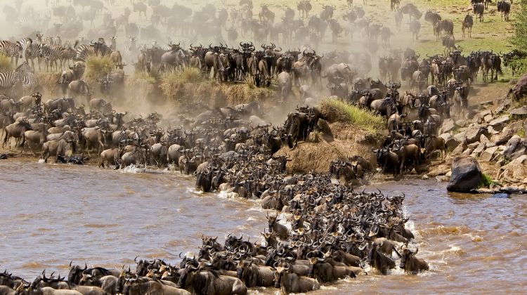 Image number 4 for Big Five Tour 6 Days Amboseli, Nakuru & Masai Mara