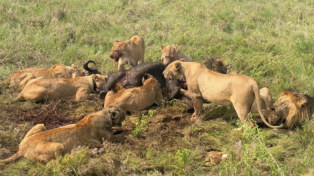 Image number 7 for 3 Days Unforgettable Wildlife Safari