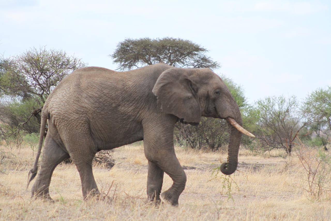 Image number 1 for 8 Days Serengeti Migration Safari July