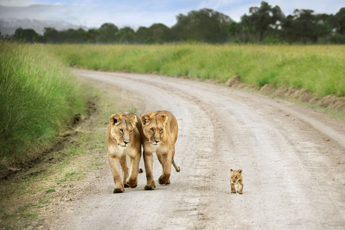 Image number 3 for Memorable Uganda Safari