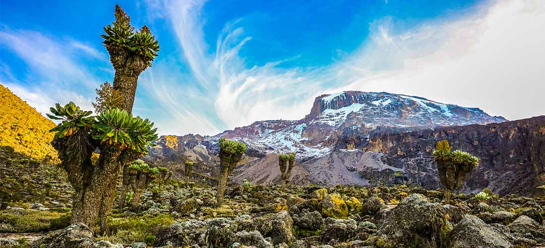 Image number 7 for Kilimanjaro Trek Lemosho Route 8day Trek 10daytour