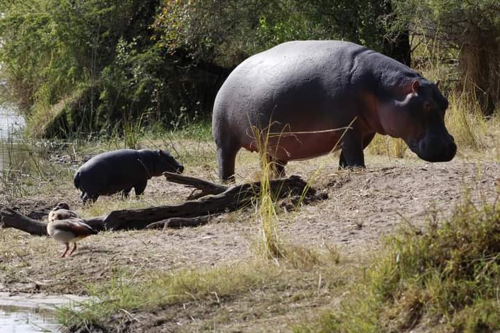 Image number 5 for Discover Kenya: Amboseli And Tsavo Safari In 5 Day